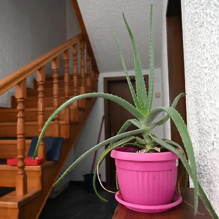 Felix Apartment