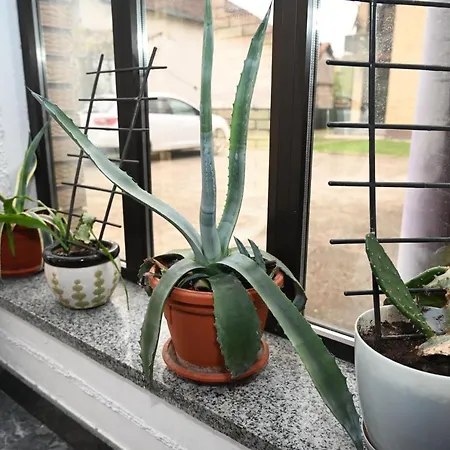 Felix Apartment *